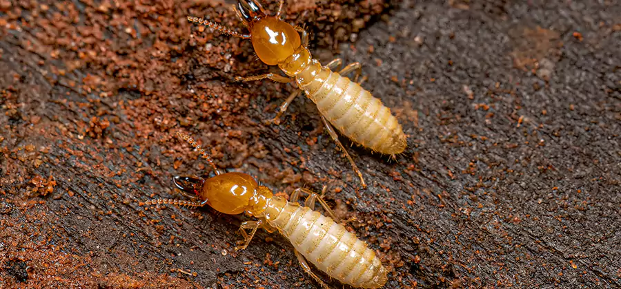 Natural Ant Hill Killer Treatment in Commerce Township
