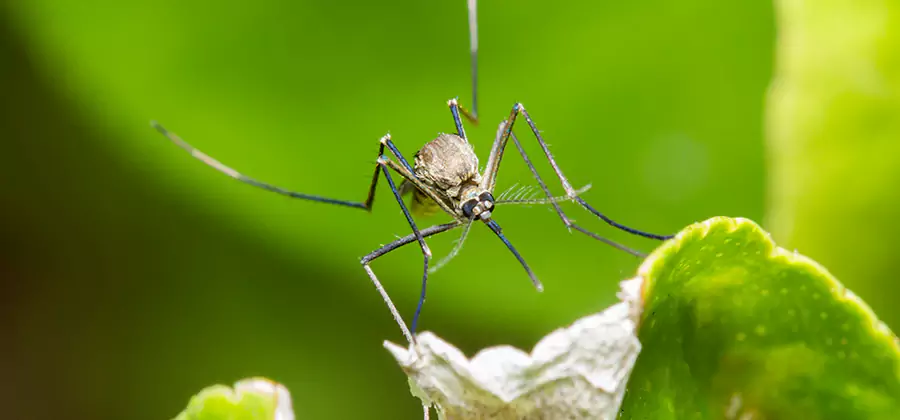 Natural Outdoor Mosquito Repellent in Commerce Township