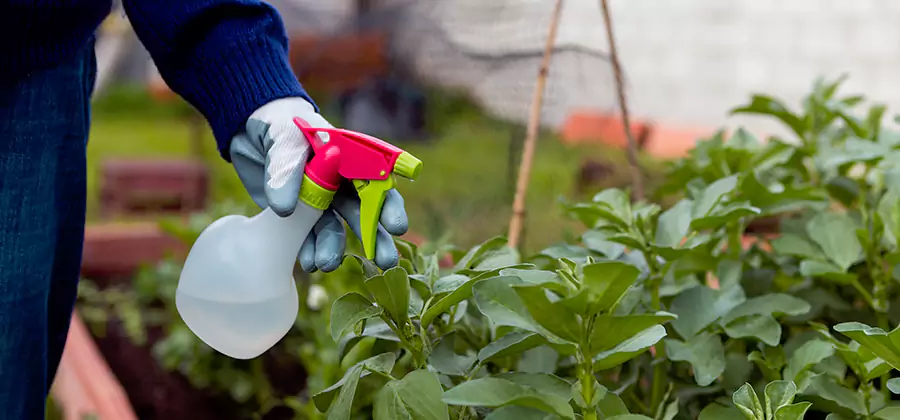 One Time Termite Control in Commerce Township