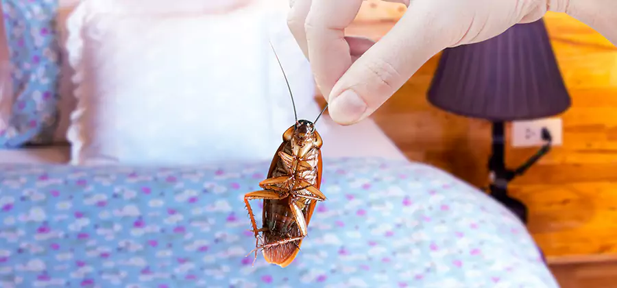 Bed Bug Inspection in Commerce Township