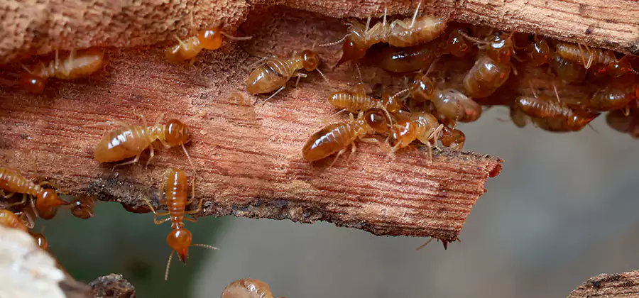 Termite Pest Management in Commerce Township