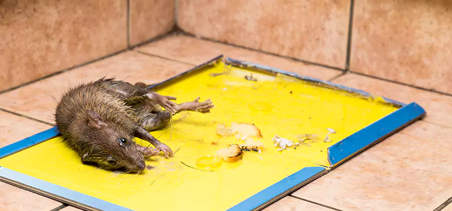 Rat Trapping Service In Commerce Township
