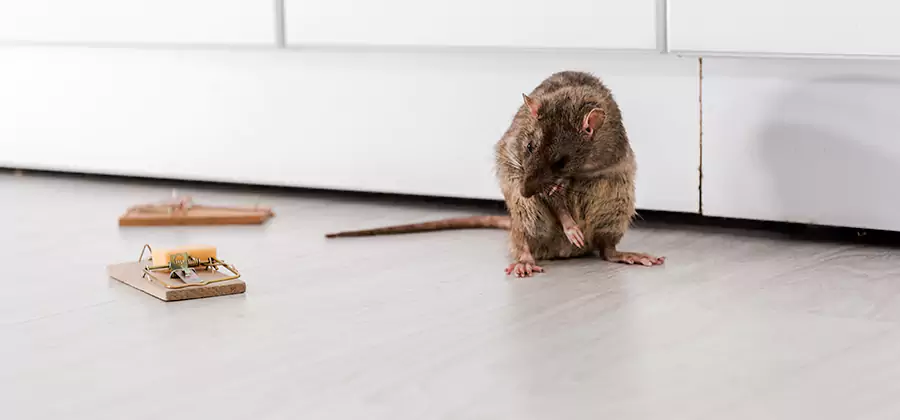 Rat Baiting Removal Service in Commerce Township