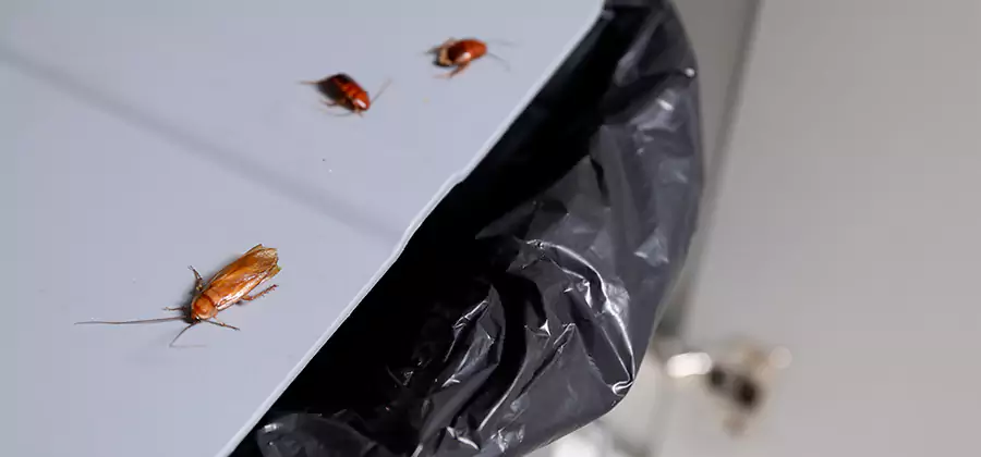 German Roach Pest Control in Commerce Township