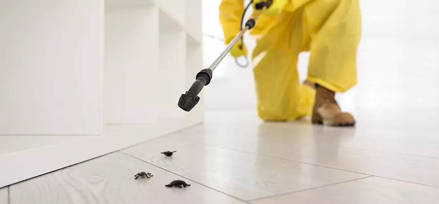Roach and Bed Bug Exterminator in Commerce Township