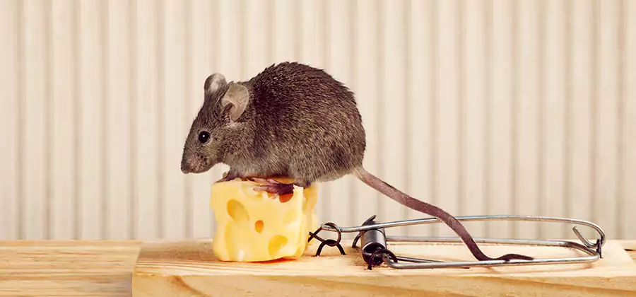 Commercial Rodent Exclusion Services in Commerce Township