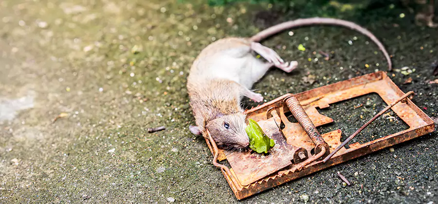 Rat Trapping in Commerce Township