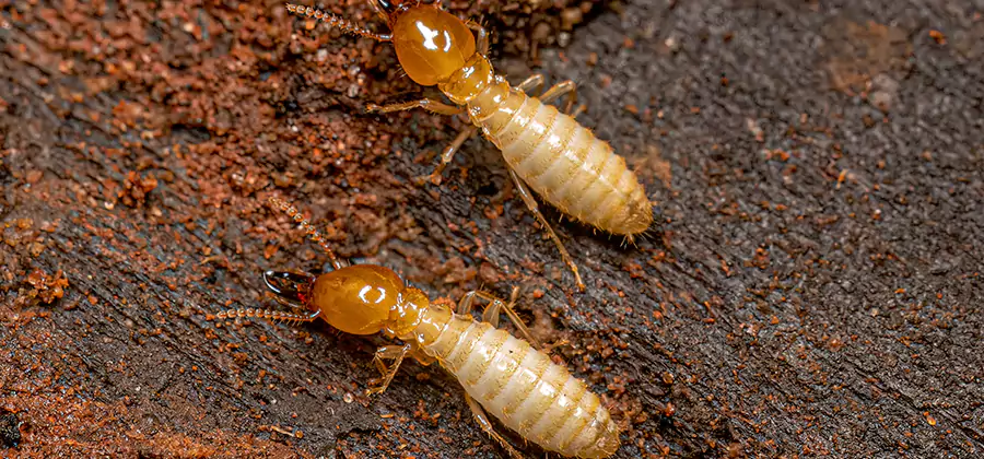 Sentricon Residential Termite Control in Commerce Township