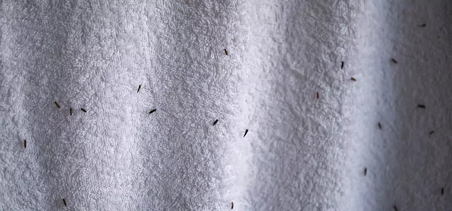 Small Black Ants in Bathroom Treatment in Commerce Township