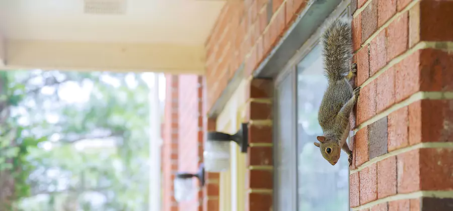 Squirrel Inside Walls Removal in Commerce Township