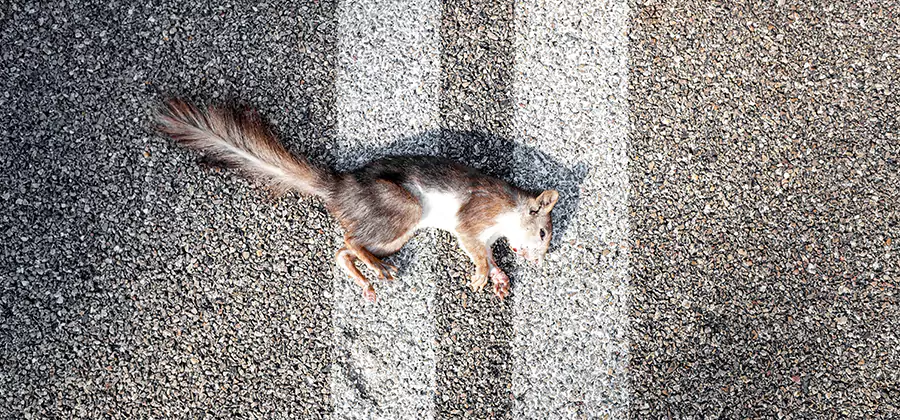 Dead Squirrel Removal in Commerce Township