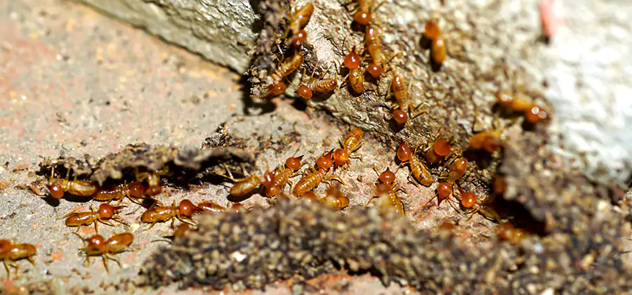 Wood Treatment and Localized Termite Solutions in Commerce Township