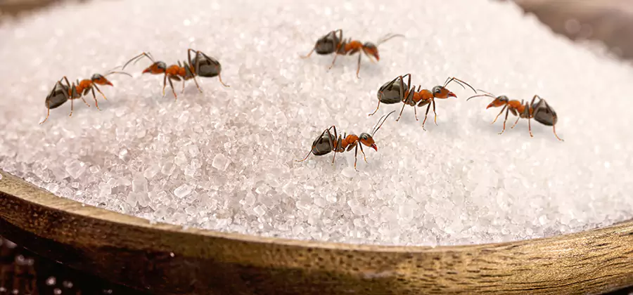 Indoor Sugar Ant Treatment in Commerce Township