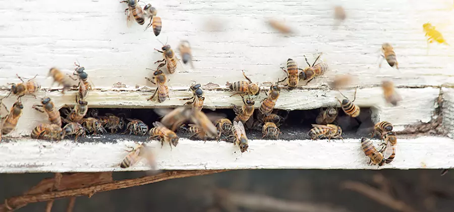 Residential Termite Fumigation in Commerce Township