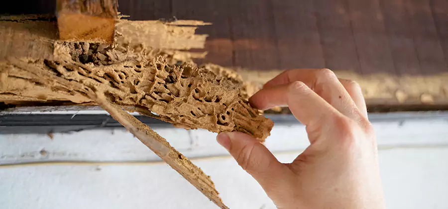Pre-Purchase Termite Inspection in Commerce Township
