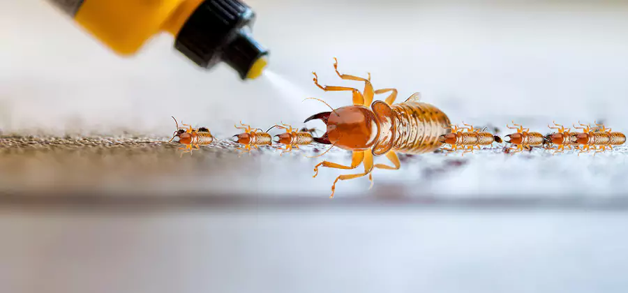 Foundation Termite Spraying Control in Commerce Township