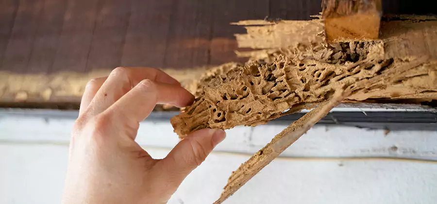 Pre-Construction Termite Treatment in Commerce Township