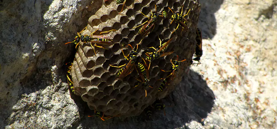 Wasp Nest in Tree Removal Commerce Township