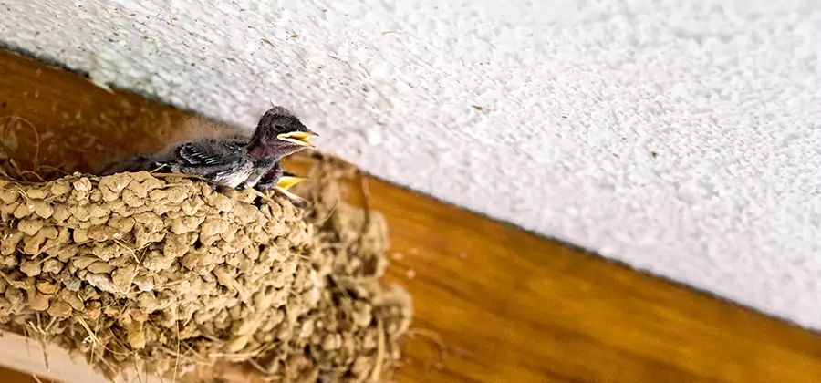 Bird Removal From House in Commerce Township
