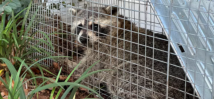 Wildlife Relocation Services in Commerce Township