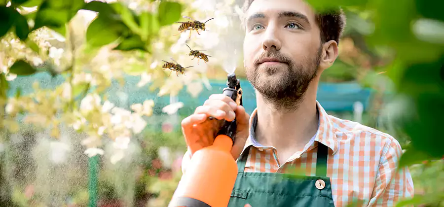 Yellow Jacket Wasp Removal in Commerce Township