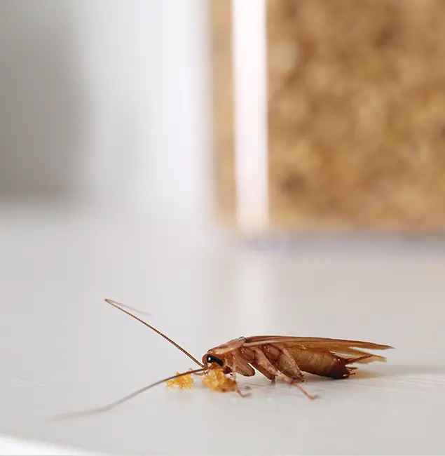 Why Commerce Township Pest Control Pro Stands Out in Commerce Township, MI?