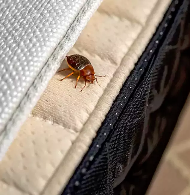 Why Choose Commerce Township Pest Control Pro for Bed Bug Treatment at Home in Commerce Township, MI?