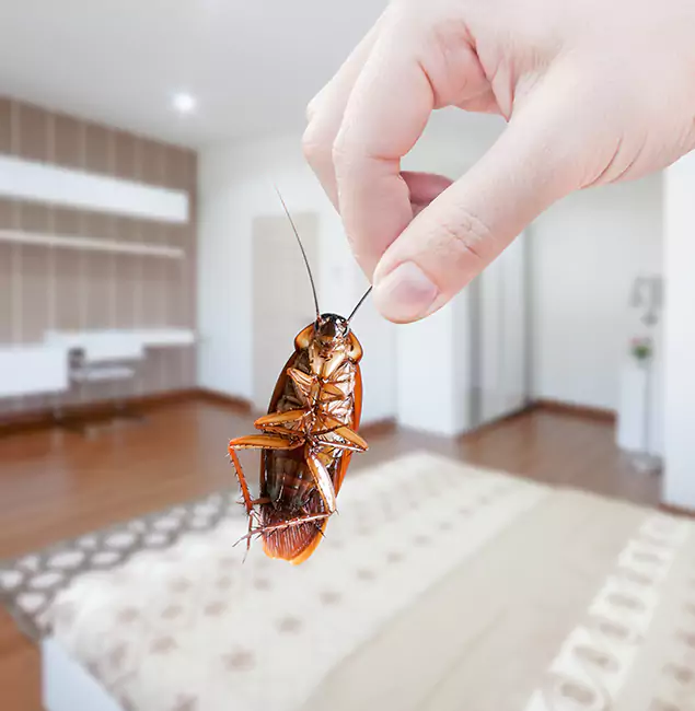 Why Commerce Township Pest Control Pro Stand Out For Bed Bug Inspection in Commerce Township, MI?