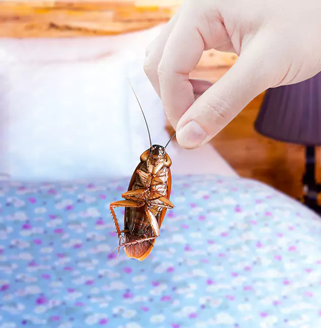 Why Choose Commerce Township Pest Control Pro for Bed Bug Treatment in Commerce Township, MI?