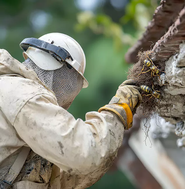 Why Commerce Township Property Owners Choose Commerce Township Pest Control Pro for Bee Exterminator?