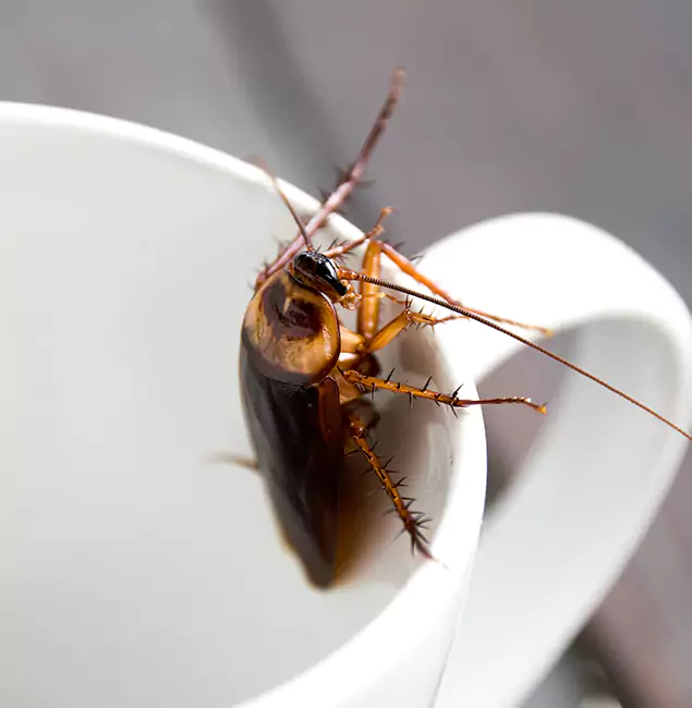 Why Commerce Township, MI Residents Trust Commerce Township Pest Control Pro for Cockroach Fumigation?