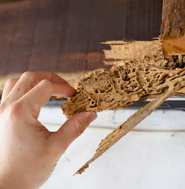 Why Choose Commerce Township Pest Control Pro in Commerce Township, MI?