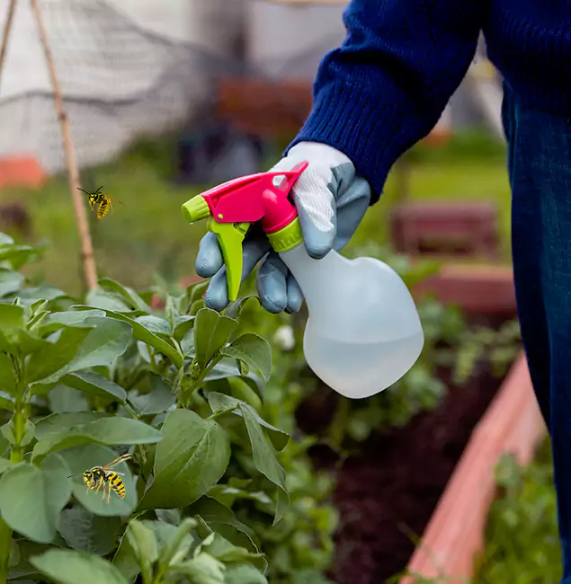 Why Commerce Township Homeowners Choose Commerce Township Pest Control Pro for Honey Bee Removal?