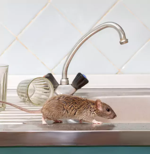 Why Commerce Township, MI Trusts Commerce Township Pest Control Pro for Humane Rodent Control?