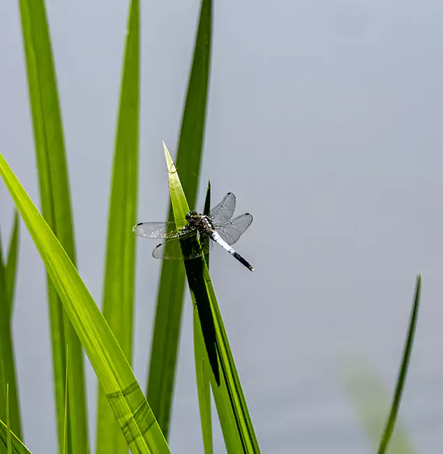 Why Commerce Township Families Trust Commerce Township Pest Control Pro for Mosquito Prevention?