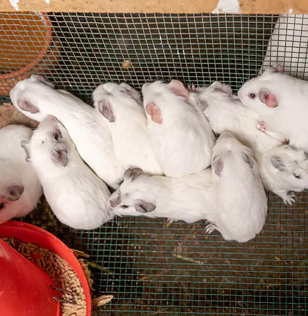 Why Commerce Township Pest Control Pro Is the Trusted Choice in Commerce Township, MI?