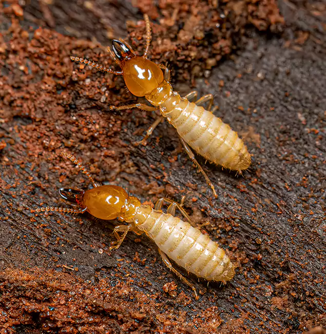 Why Choose Commerce Township Pest Control Pro for Termite Treatment Without Tenting in Commerce Township, MI?