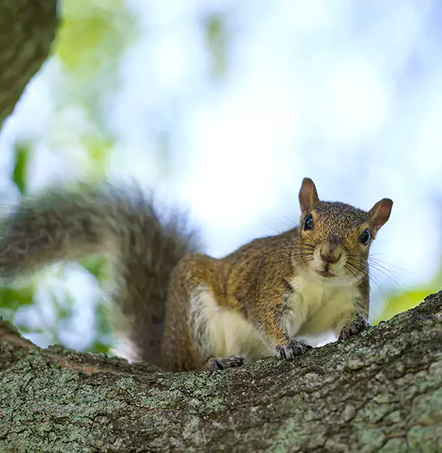 Why Commerce Township, MI Relies on Commerce Township Pest Control Pro for Squirrel Pest Control?