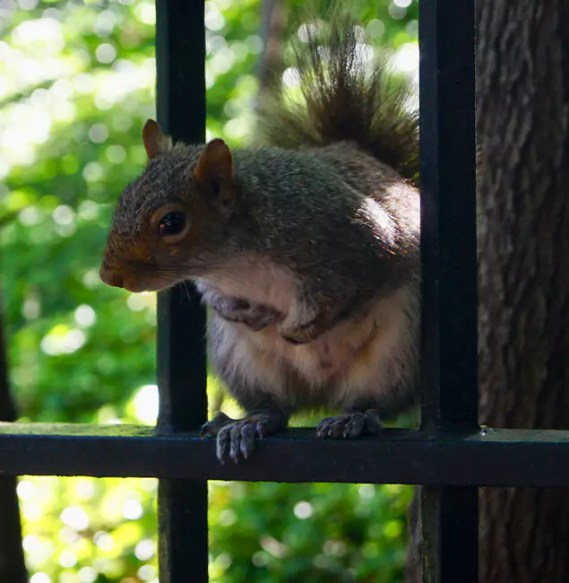 Why Commerce Township, MI Chooses Commerce Township Pest Control Pro for Squirrel Removal?