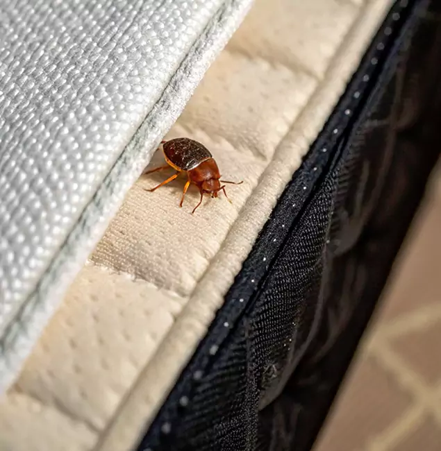 Why Commerce Township Homeowners Trust Commerce Township Pest Control Pro for Tick Treatment?