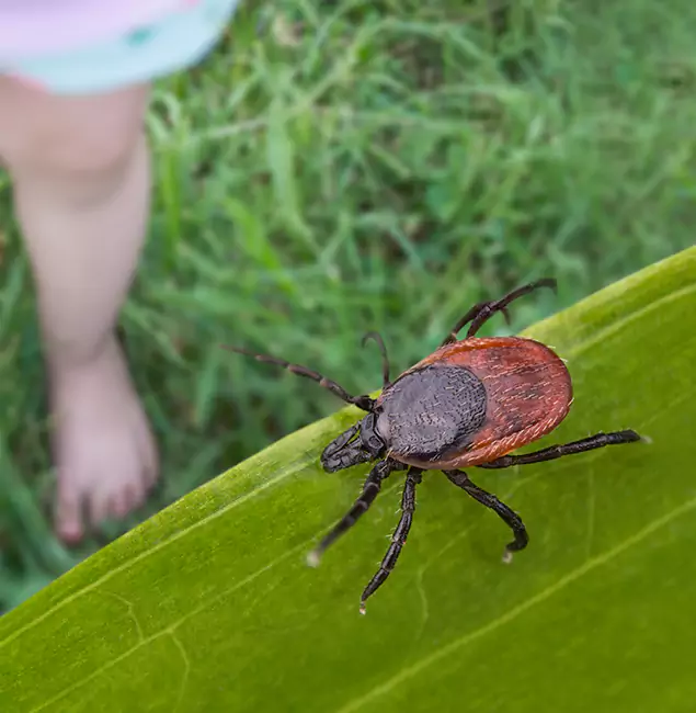 Why Commerce Township Homeowners Choose Commerce Township Pest Control Pro for Tick Extermination?