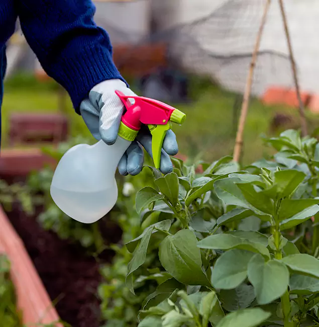 Why Commerce Township Relies on Commerce Township Pest Control Pro for Wasp Control Services?