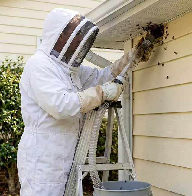 Why Commerce Township Trusts Commerce Township Pest Control Pro for Wasp Control?