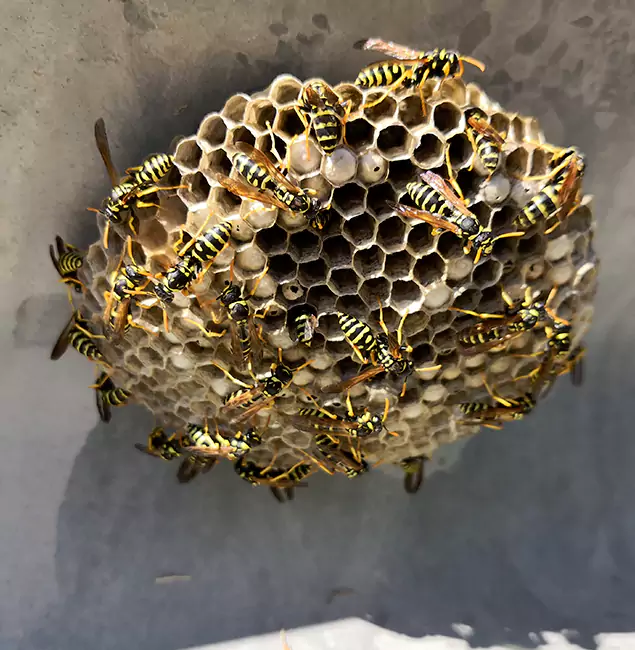 Why Commerce Township Chooses Commerce Township Pest Control Pro for Wasp Control Services?