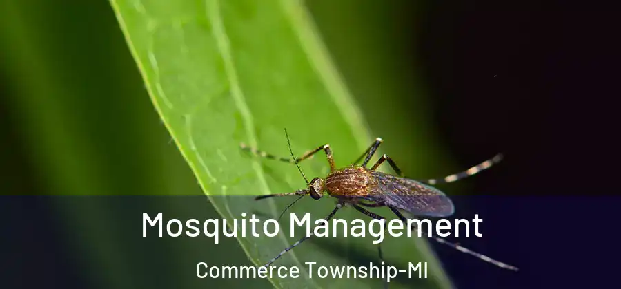 Mosquito Management Commerce Township-MI