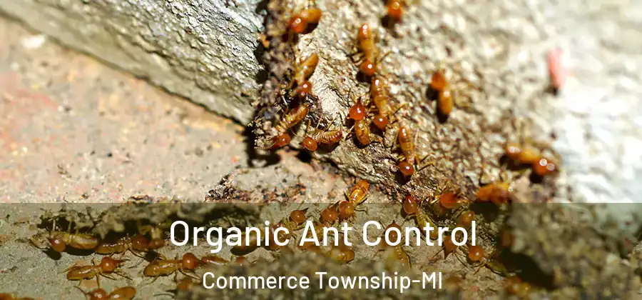  Organic Ant Control Commerce Township-MI