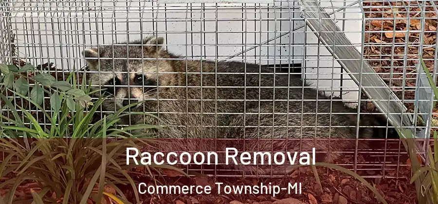 Raccoon Removal Commerce Township-MI