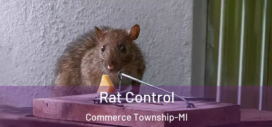  Rat Control Commerce Township-MI