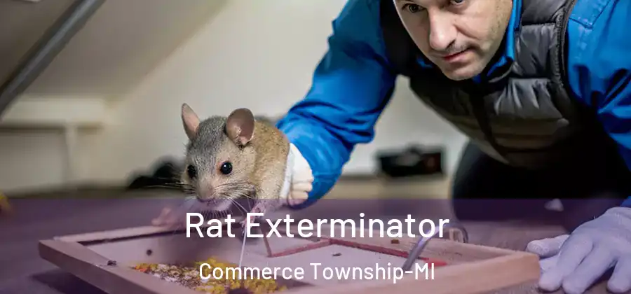 Rat Exterminator Commerce Township-MI