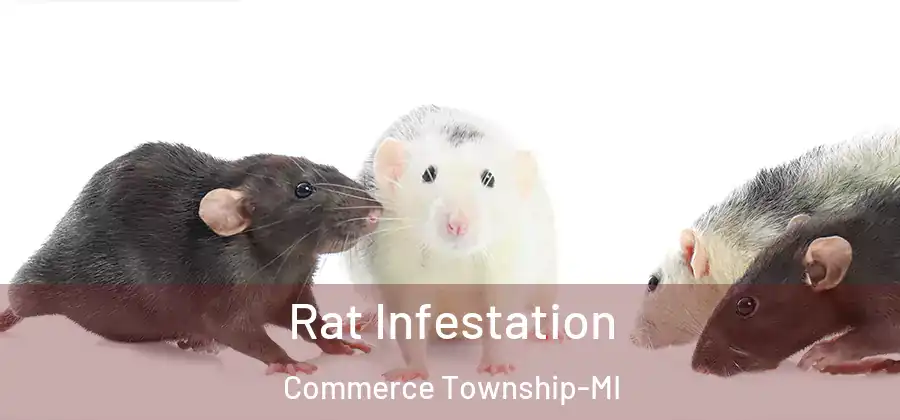  Rat Infestation Commerce Township-MI